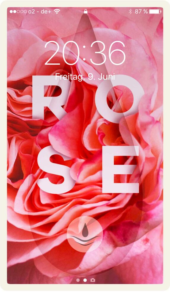 Tautropfen Wallpaper "Rose"